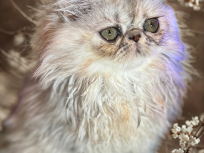 Iris Available Golden Silver Shaded - Persian - Gallery Photo #1