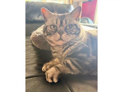Calypso - American Shorthair - Gallery Photo #1