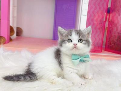 MK026 - Munchkin - Gallery Photo #1