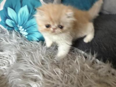 Cameo And White Boys - Persian - Gallery Photo #1