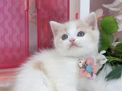 B027 - British Shorthair - Gallery Photo #1