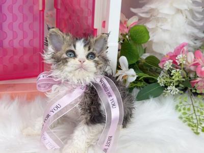 SK018 - Selkirk Rex - Gallery Photo #1