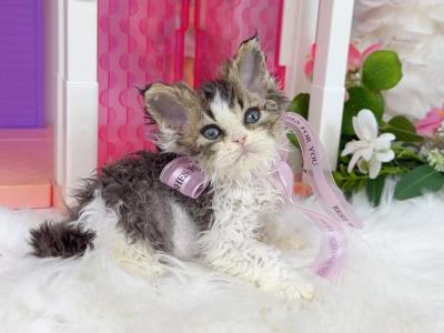 SK018 - Selkirk Rex - Gallery Photo #1