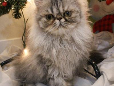 Opal Available Silver Golden Shaded - Persian - Gallery Photo #1