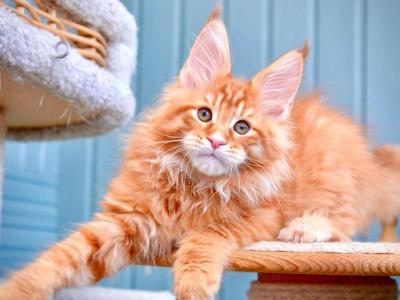 Willow - Maine Coon - Gallery Photo #1