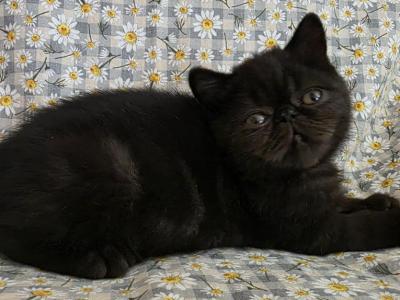 Wesson - Exotic - Gallery Photo #1