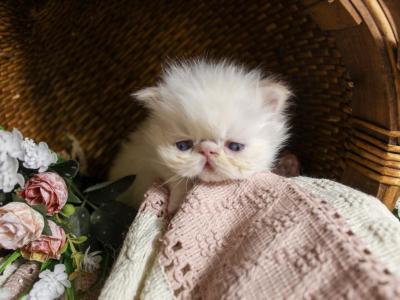 FLAME POINT Female CFA - Himalayan - Gallery Photo #1