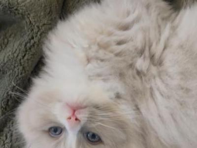 Sara - Ragdoll - Gallery Photo #1