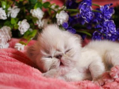 FR09 CFA Sweat Pea Tortie Point Himalayan Female - Himalayan - Gallery Photo #1
