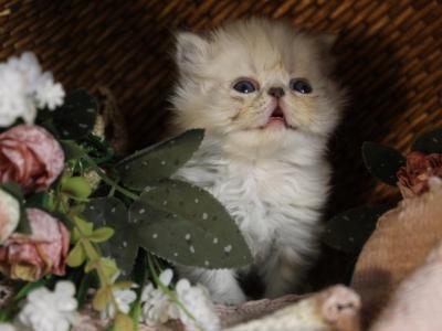 Tortie Point Available CFA Female - Himalayan - Gallery Photo #1