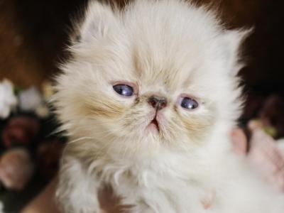 Tortie Point Available CFA - Persian - Gallery Photo #1