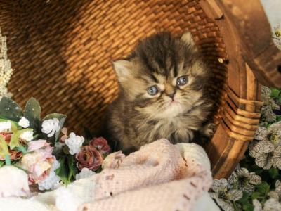 Blue Golden Tabby Cream Available CFA Female - Persian - Gallery Photo #1