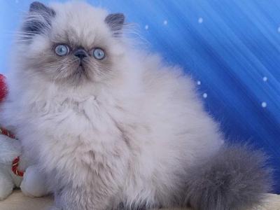 Fiona - Persian - Gallery Photo #1