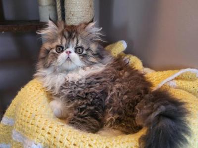 Chocolate And White Persian Kitten Available - Persian - Gallery Photo #1