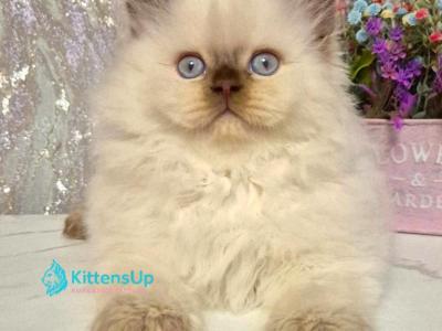 Alex - British Shorthair - Gallery Photo #1