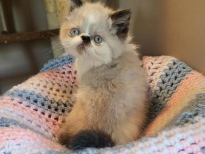 Adorable Kitty's Available - Himalayan - Gallery Photo #1