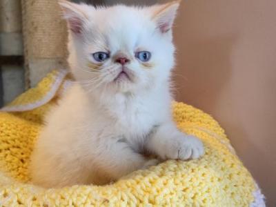 Flame Point Himalayan Kitty's - Himalayan - Gallery Photo #1