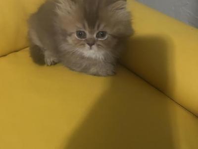 Chocolate Super Short Munchkin - Minuet - Gallery Photo #1