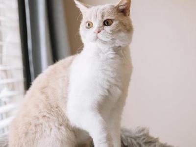 Marmalade British Shorthair - British Shorthair - Gallery Photo #1