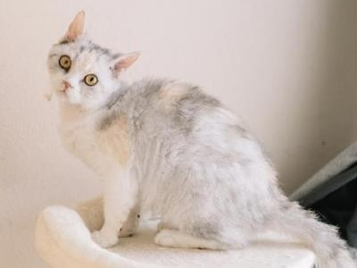 Calico Selkirk Rex Shorthair - Selkirk Rex - Gallery Photo #1
