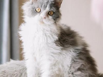 Blue Tuxedo Selkirk Rex - Selkirk Rex - Gallery Photo #1