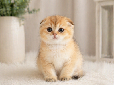 Chanel - Scottish Fold - Gallery Photo #1