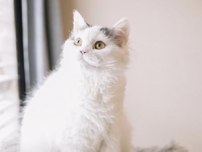 White Gray Tail Selkirk Rex - Selkirk Rex - Gallery Photo #1