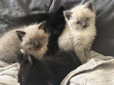 Himalayan Kittens - Himalayan - Gallery Photo #1