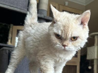 Cream Colored Selkirk Rex Short Haired - Selkirk Rex - Gallery Photo #1