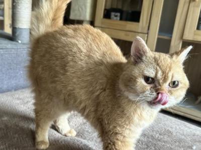 Ginger Selkirk Rex - Selkirk Rex - Gallery Photo #1
