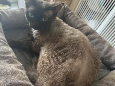 Black Devon Rex - Devon Rex - Gallery Photo #1
