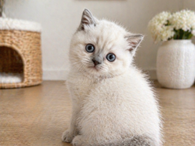 Prince - British Shorthair - Gallery Photo #1