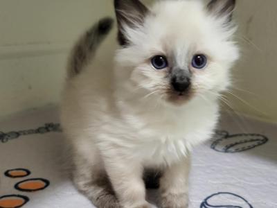 Bali Kitten - Siamese - Gallery Photo #1