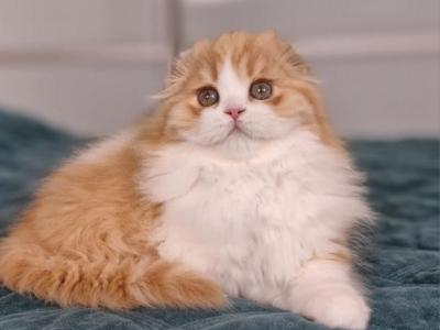 Mufasa - Scottish Fold - Gallery Photo #1