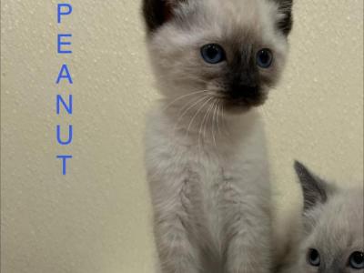 Peanut - Siamese - Gallery Photo #1