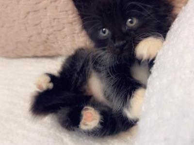 Lovely - Ragdoll - Gallery Photo #1