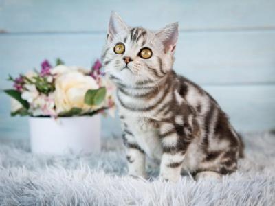 Quincy - Scottish Straight - Gallery Photo #1