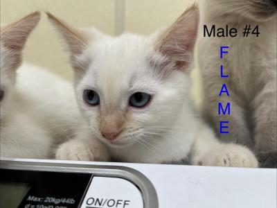 Flame - Siamese - Gallery Photo #1
