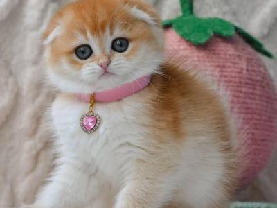Amanda - Scottish Fold - Gallery Photo #1