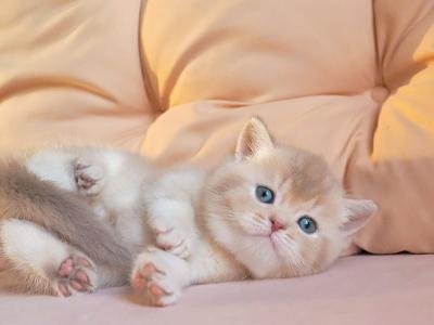 Avalon - British Shorthair - Gallery Photo #1