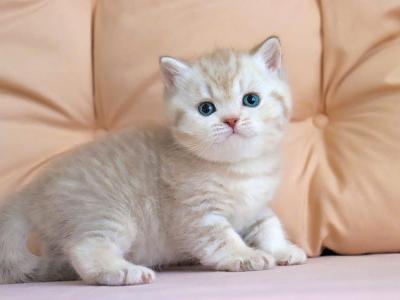 Angel - British Shorthair - Gallery Photo #1