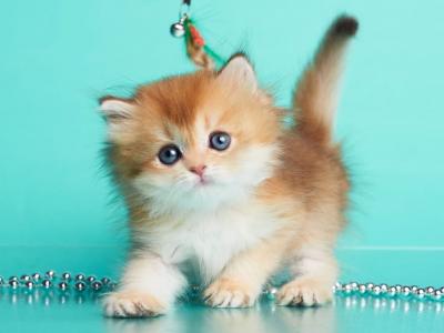 Barney - British Shorthair - Gallery Photo #1