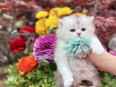 Silver - Scottish Straight - Gallery Photo #1