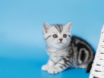 Keanu - British Shorthair - Gallery Photo #1