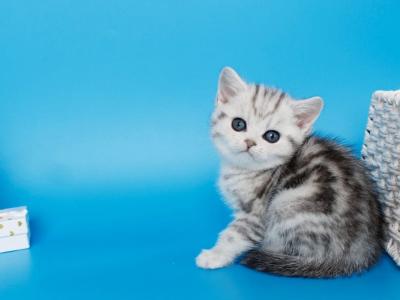 Madia - British Shorthair - Gallery Photo #1