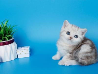 Matt - British Shorthair - Gallery Photo #1