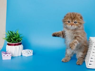 Lemiana - Scottish Fold - Gallery Photo #1
