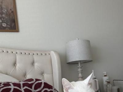 Star - American Shorthair - Gallery Photo #1