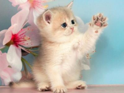 Queen - British Shorthair - Gallery Photo #1