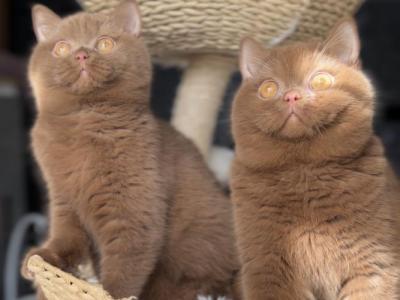 Upcoming British Shorthair Litter - British Shorthair - Gallery Photo #1